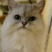 milkの画像