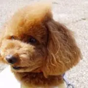 ちゃんの画像
