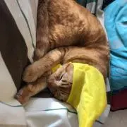 【月曜発送・週末セール中】こみーの画像