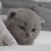 。の画像