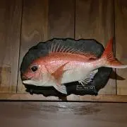 ハル