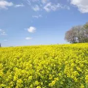 菜のハナ畑の画像