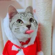 トーコ