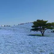 はみうり