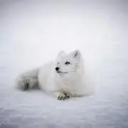 朱鞠の画像