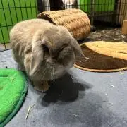 モナッキ
