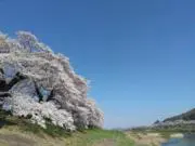 Elmerの画像