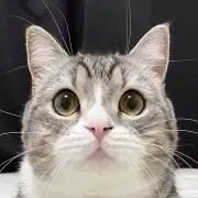 もちさま