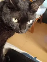おはぎ