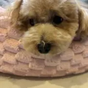 ぜんの画像