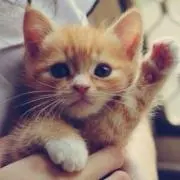 あ～こ