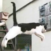りんご