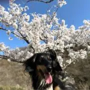 ももの画像
