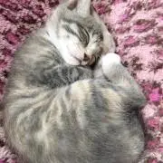 たんたん