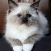 しゅん