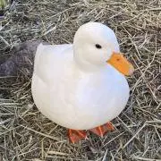 シナモンの画像
