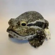 蛙田亀蔵の画像
