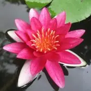 やまこの画像