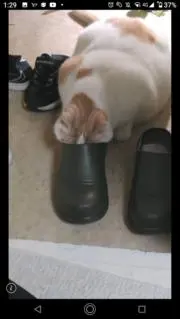 たかやす【10キロ近い猫がおります】の画像