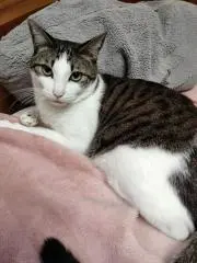 レオンの画像