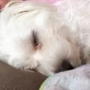えみりんこ 受取り通知必須。
