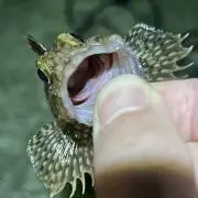 バベルボブルの画像
