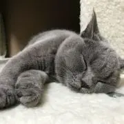 ポポみぃの画像