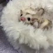 月輝