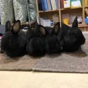 萌音