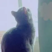 こん
