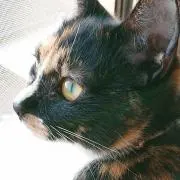 お値下げ中　カモミールの画像