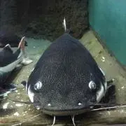 Riopapa