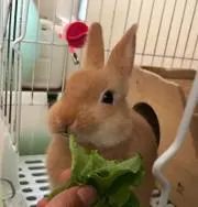 もも
