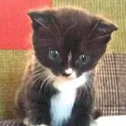 ヒヨ姫の画像