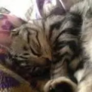 ニャンコズttmの画像