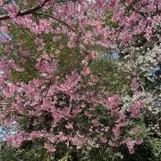 (o・ω・)の画像