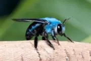mm bee