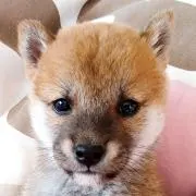けいちゃんの画像