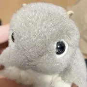 次回発送8/8♡ 8/8昼頃受付〆の画像