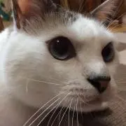 るる