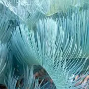 かいるんしあなRの画像