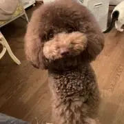 シャネルママちゃまの画像