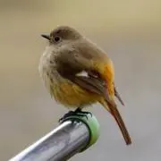 りんご