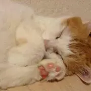 おかむりん