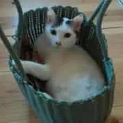ネル