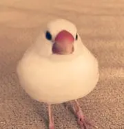 チーコ