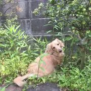 ゆいはん