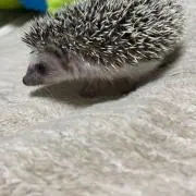 ぐみの画像