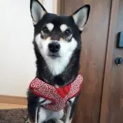 サーモン