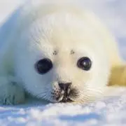 まの画像